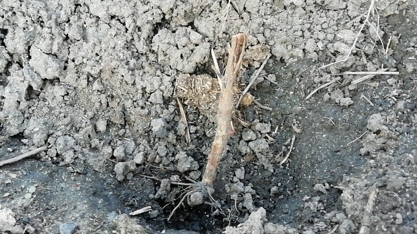 Результат неправильной подготовки роз к зиме - мертвые кусты весной