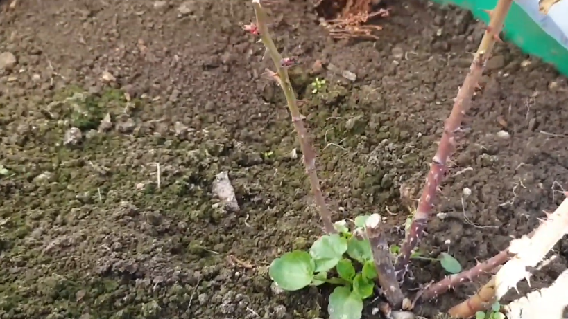 Толстый красный побег кажется сильным и жизнеспособным. 