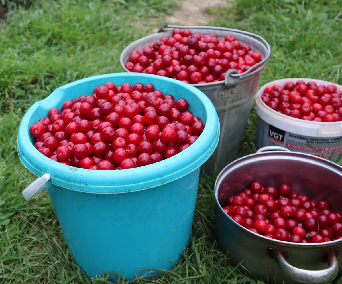 Осенняя подкормка вишни: как получить ведро сочных ягод уже следующим летом