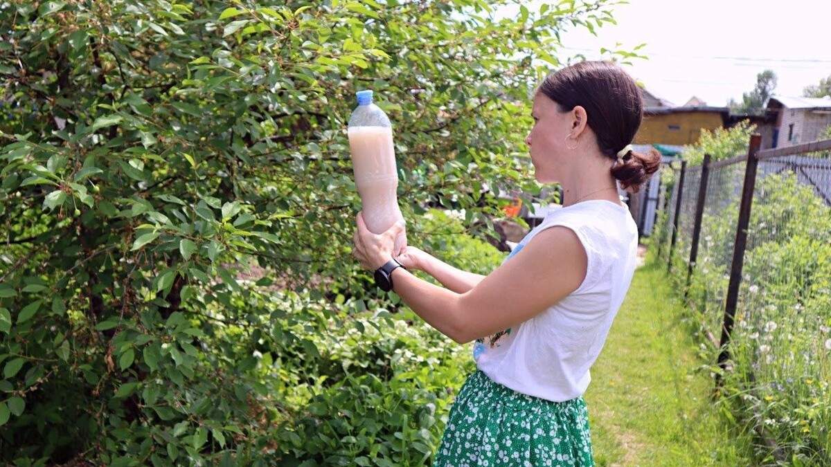 Какие удобрения нужны вишне в сентябре