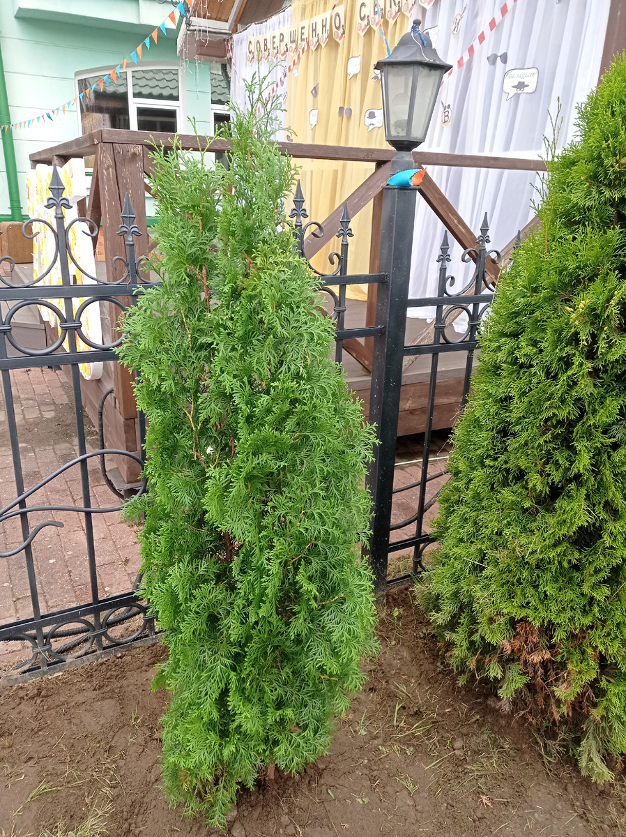 Свежие посадки) 