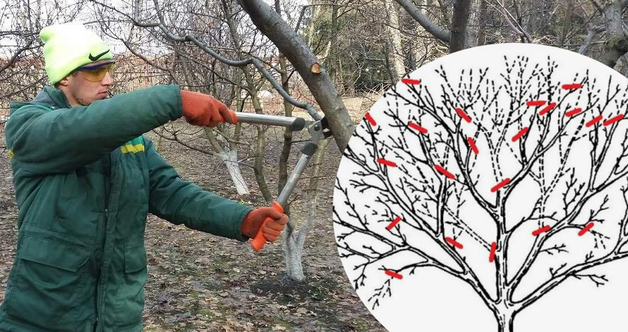 источник: https://jemchyjinka.online/2024/02/28/nachalo-vesny-samoe-vremya-dlya-obrezki-plodovyh-derevev-kak-pravilno-obrezat-chtoby-ne-navredit/