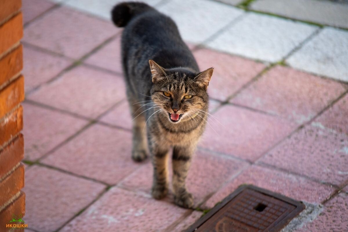 Бездомный кот мяукает 