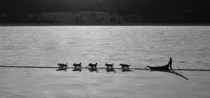 Пора возвращаться к традиционным средствам передвижения / Фото: pxhere.com