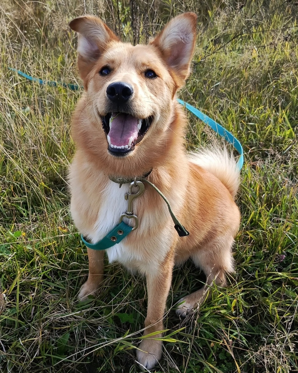 Очаровательный пёс 