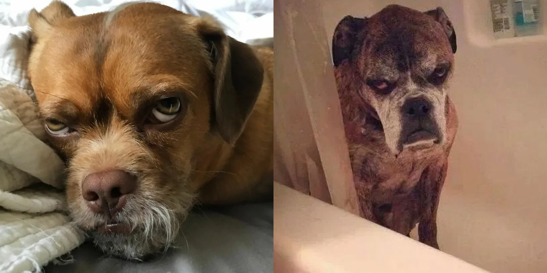 Как извиниться перед собакой, чтобы она поняла