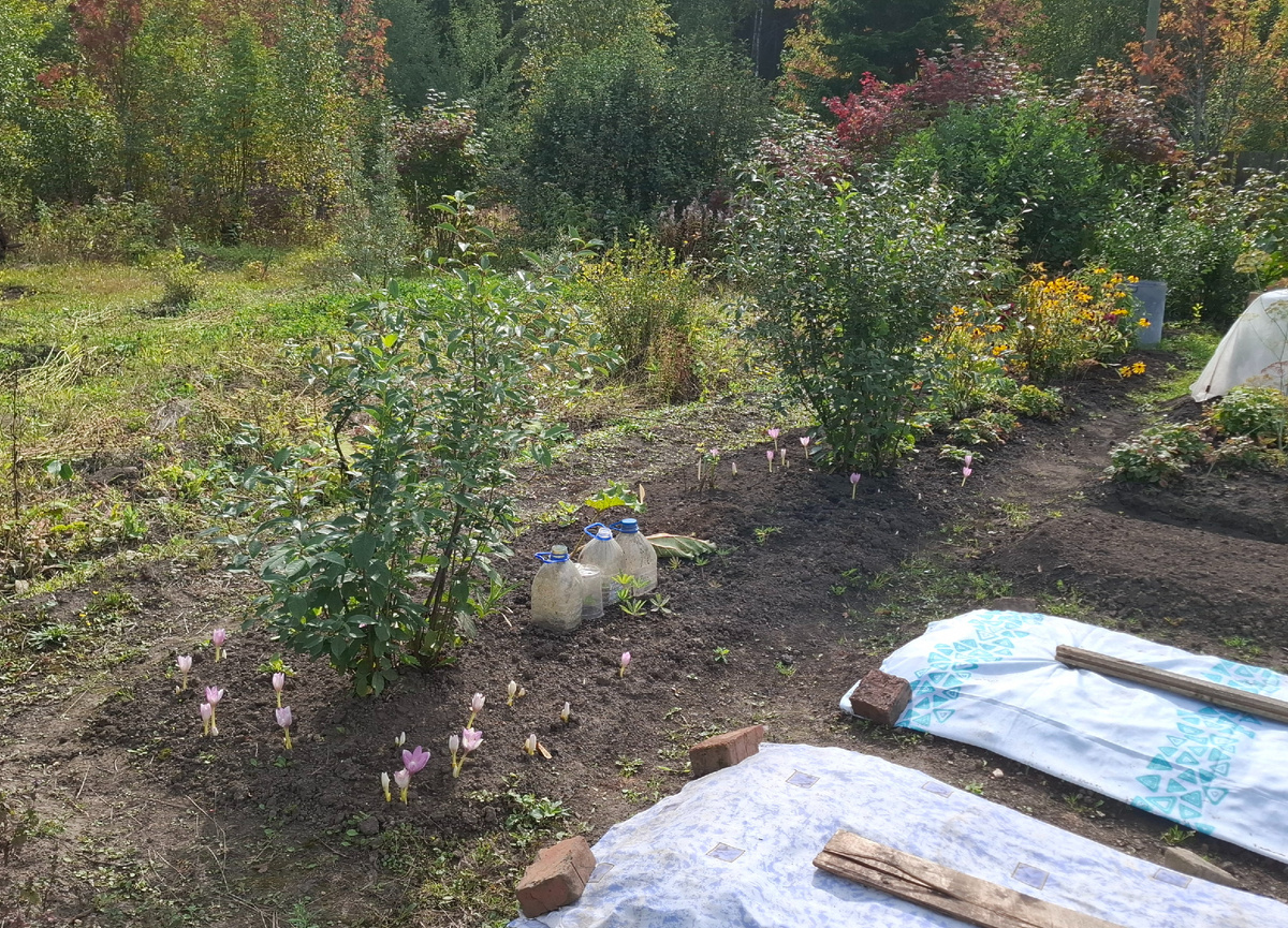 Гряда-клумба по границе с соседом. Под банками пытаюсь вырастить черенки гортензии.