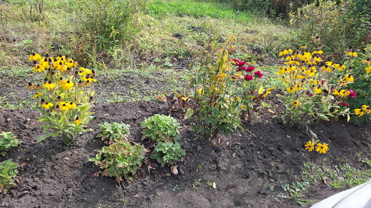 Желтая рудбекия