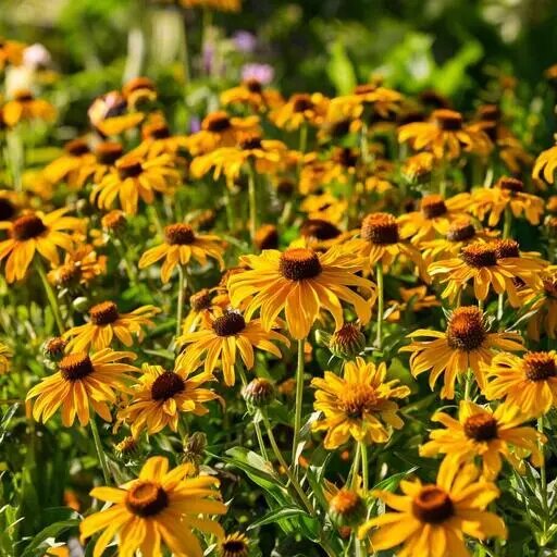   Многолетники цветущие осенью фото Мария Казённова