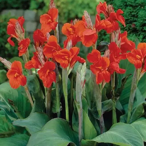   Канны — эффектные многолетники цветущие осенью Мария Казённова