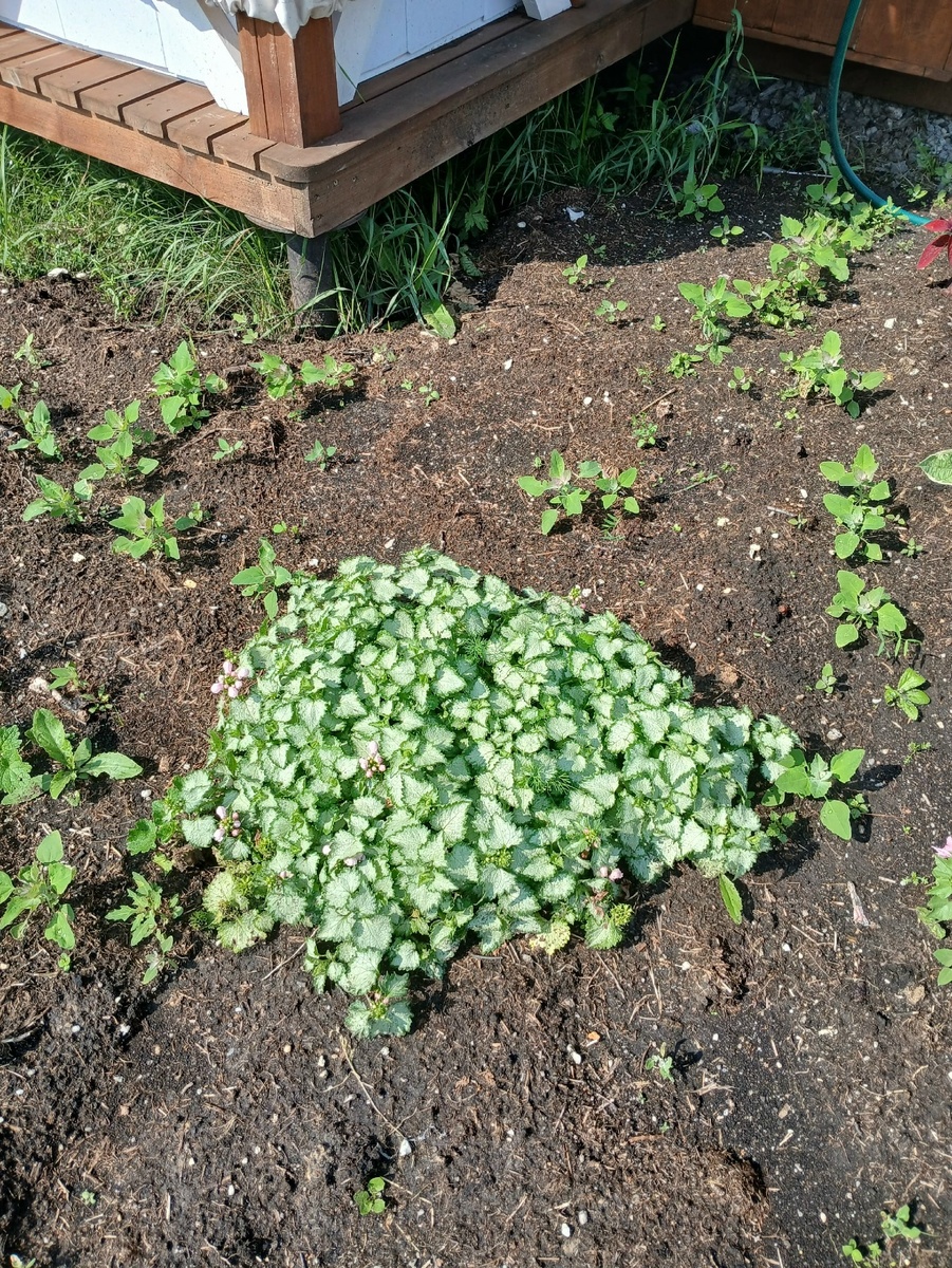 только высажена