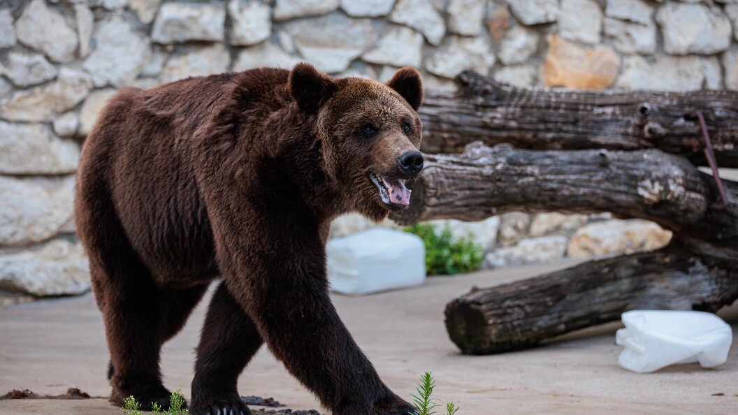    Фото: Edgar Breshchanov/Globallookpress