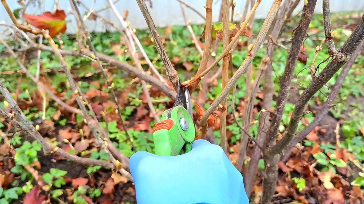 Обрезка черной смородины осенью