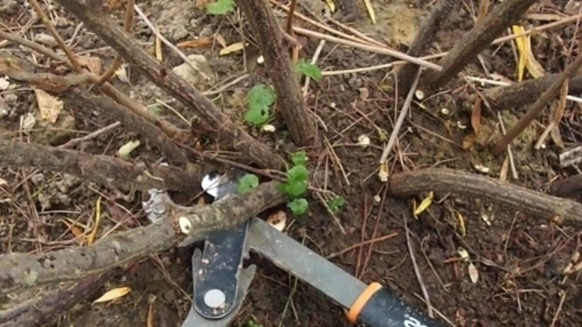 Садовые ножницы