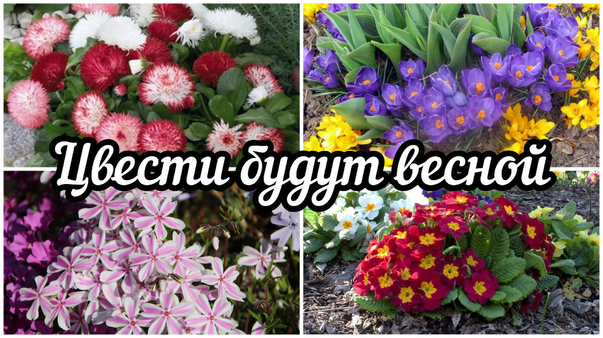 источник: https://dzen.ru/a/ZOsOWwWFOmbqUTU2