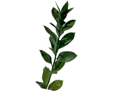 яндекс.картинки