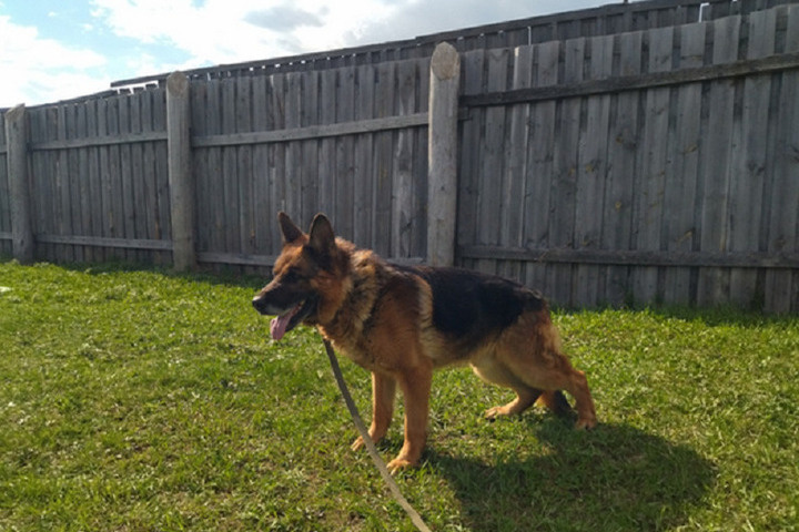 Две служебные овчарки из Нижегородской области ищут новых хозяев