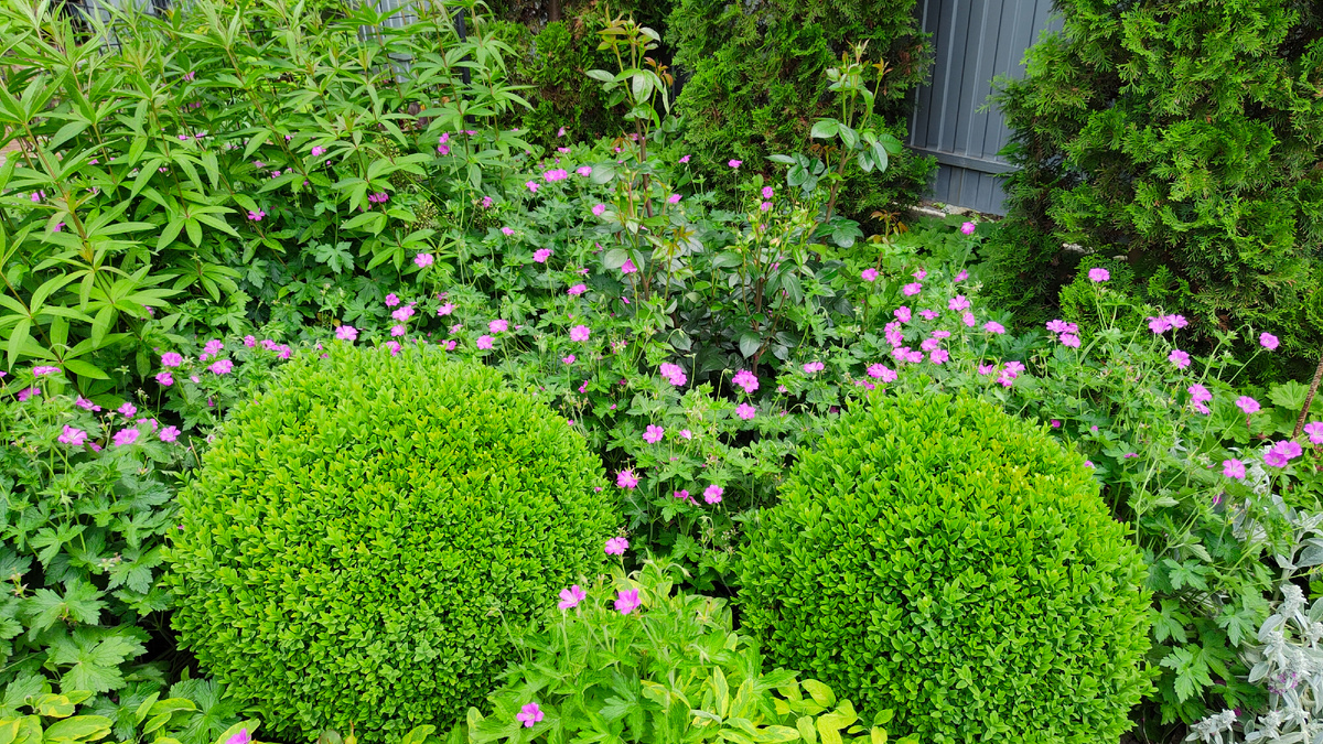 Розовые цветы герани пиренейской имеют диаметр 3 см.