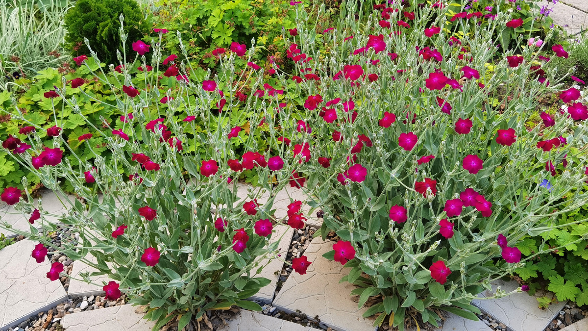 Лихнис корончатый.