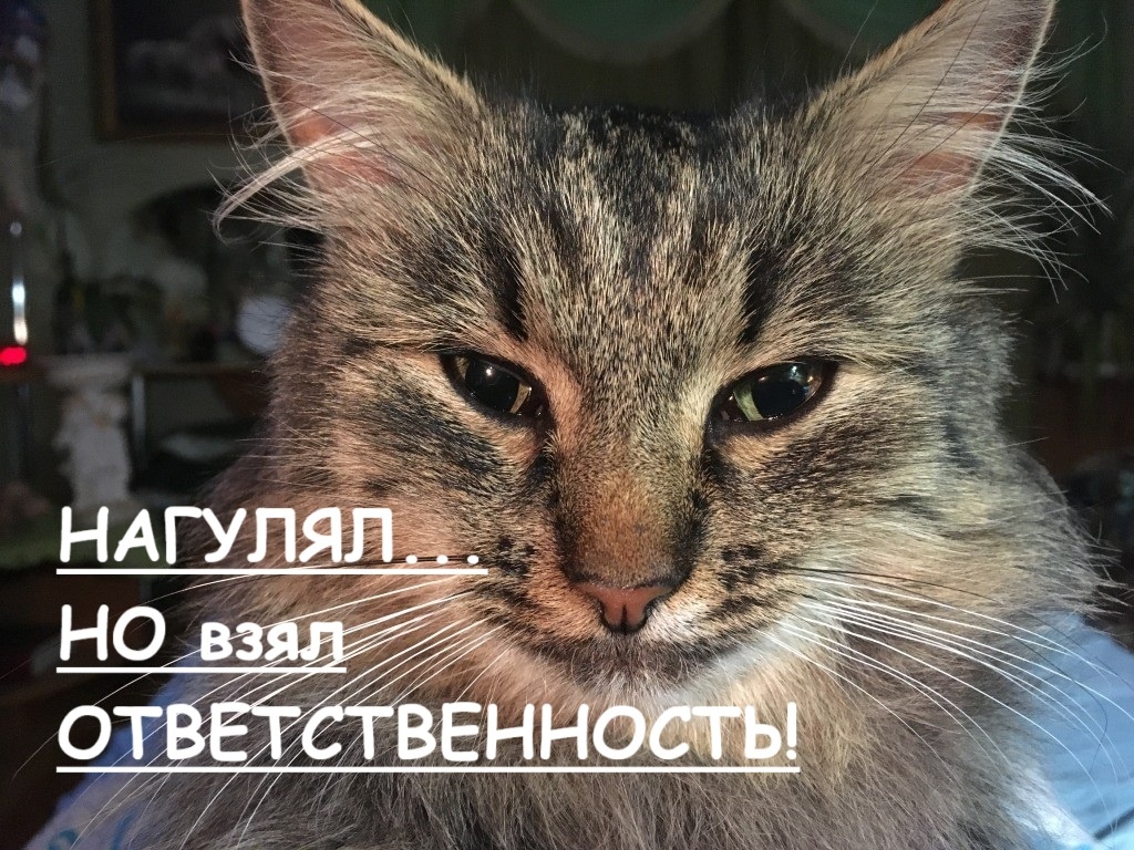 Это наш кот Васька, который где-то нагулял котенка и притащил к нам...