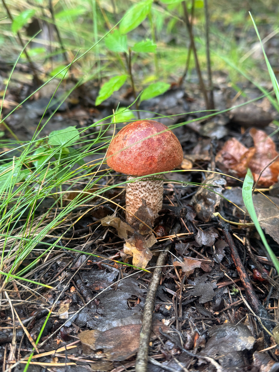 Только завшли в лес, нас сразу встретил такой малыш.