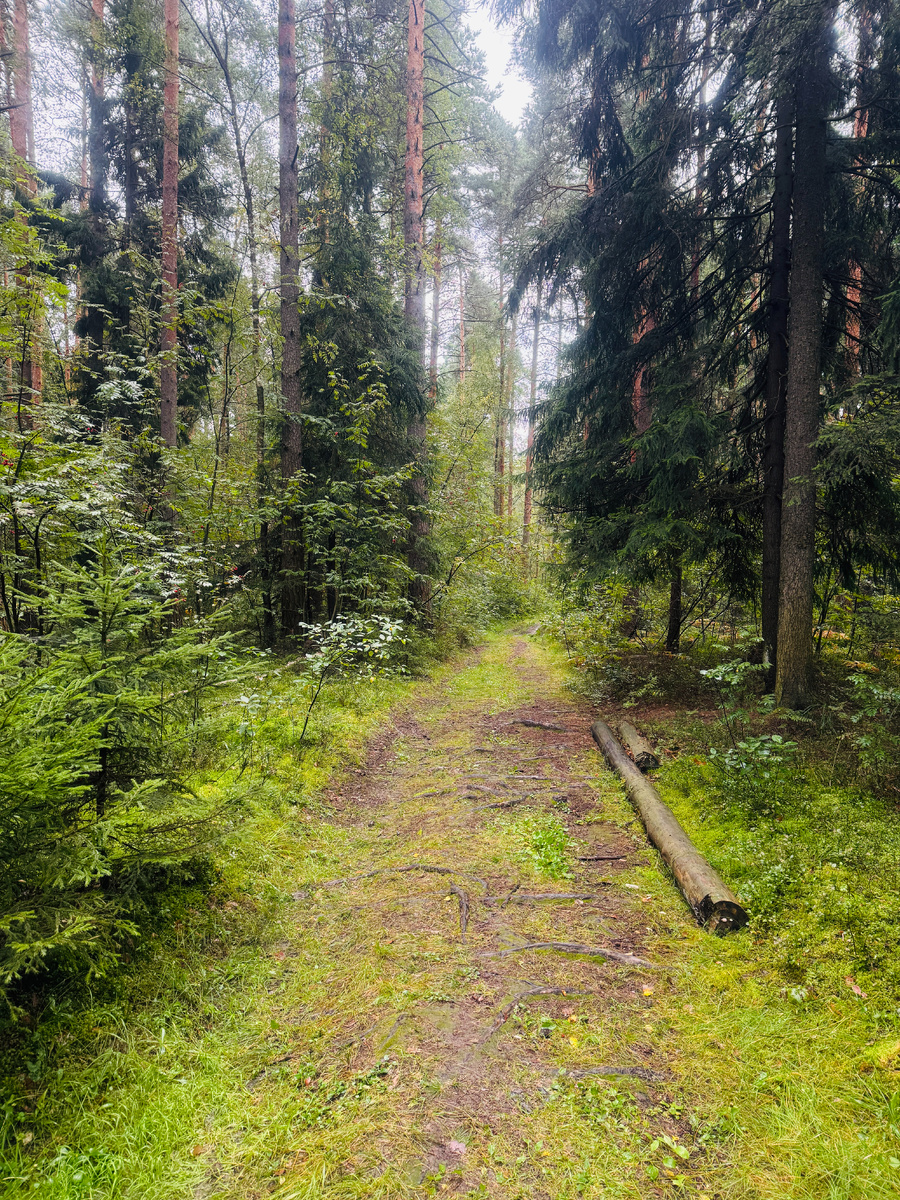 Дорога в лесу.