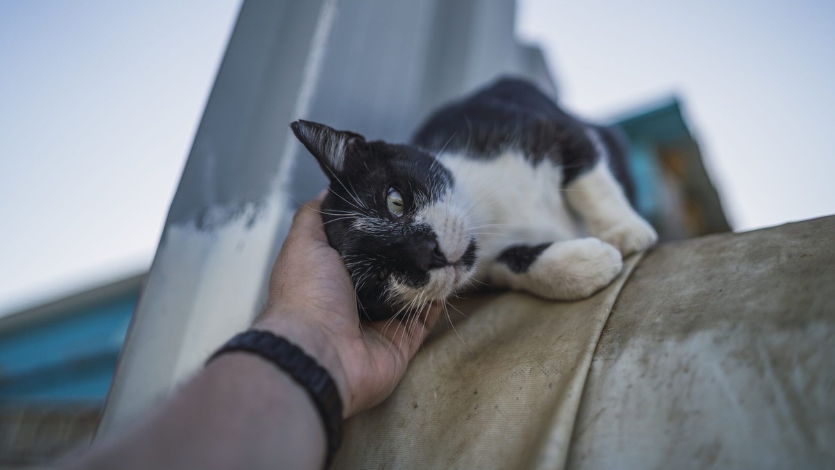    Если нашли потеряшку, воспользуйтесь сервисом «Поиск домашних животных». Фото: freepik