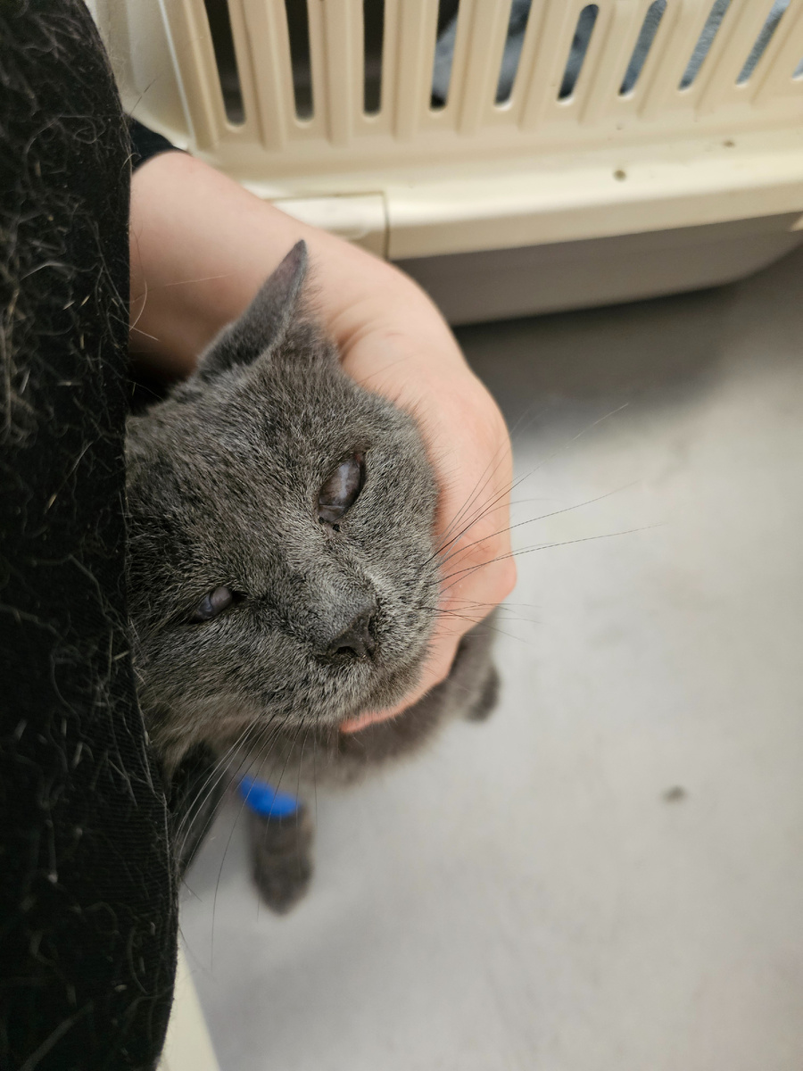 Фото автора. Слепой старичок Серёга болеет фип. Помогите ему жить.