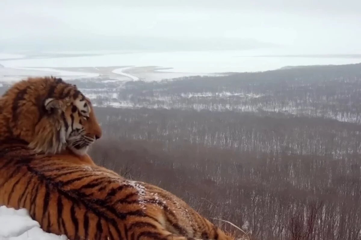    В Приморье обнаружили погибшего амурского тигра