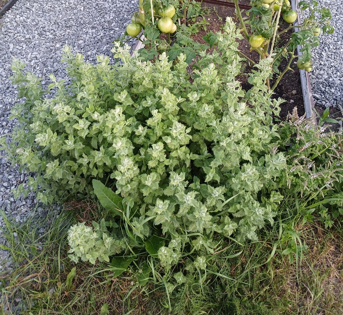 Клубничная мята