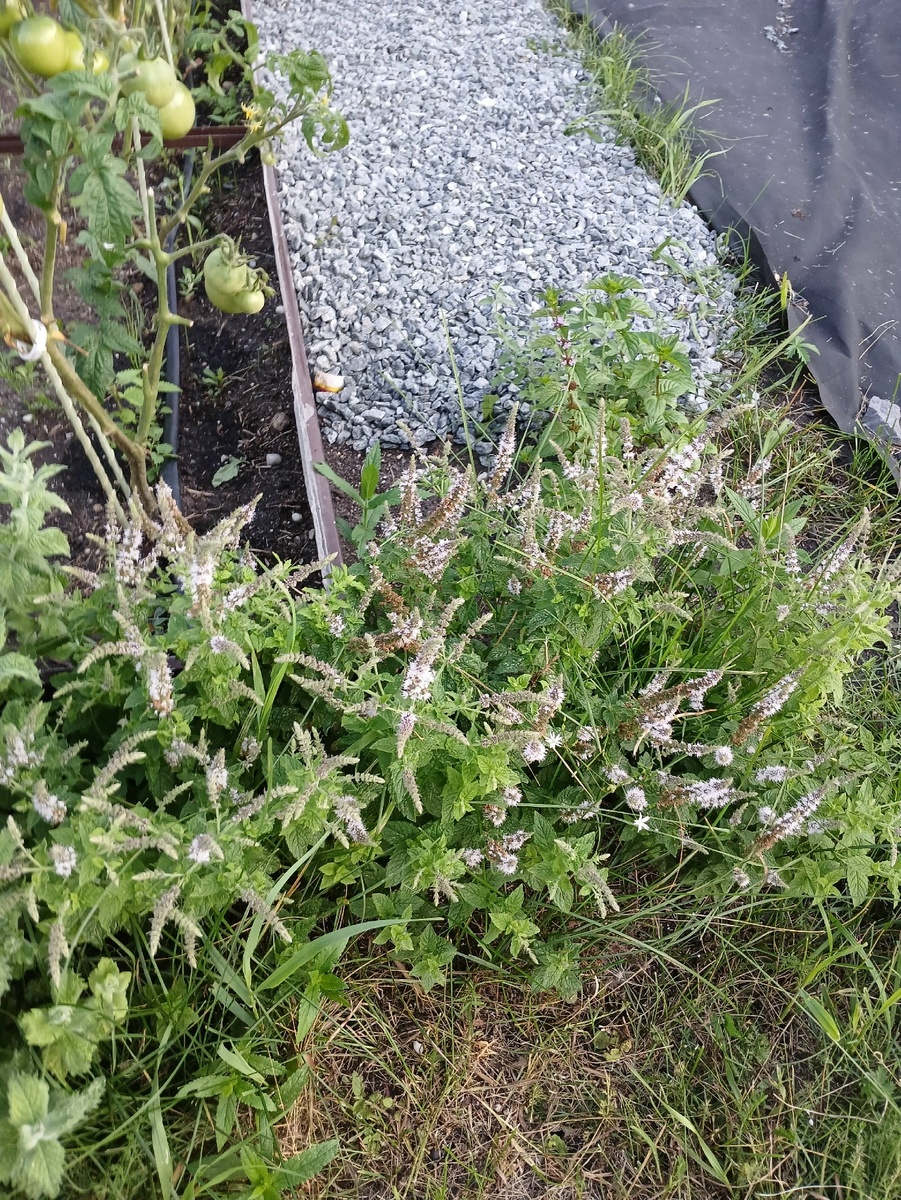 Смородиновая мята. Тоже была под большим вопросом.