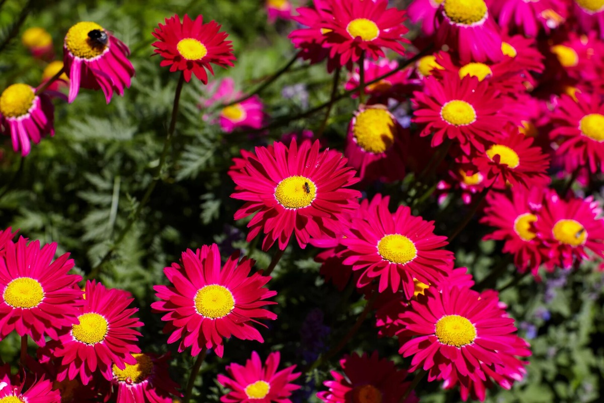 Персидская ромашка