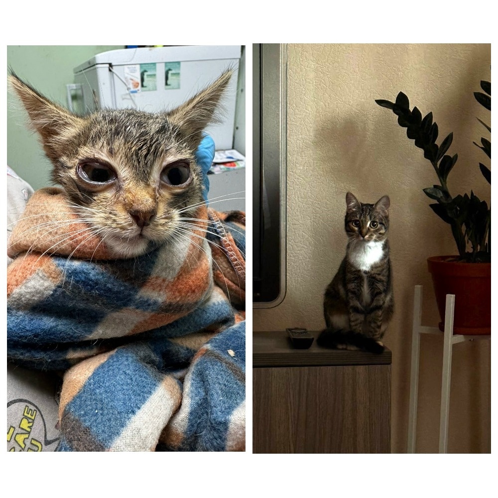 Альче уехала домой 19 августа 2025 года, ей было восемь месяцев.