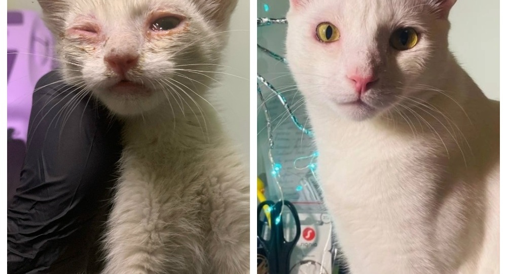 До и после: 10 воспитанников нашего приюта и их прекрасные превращения