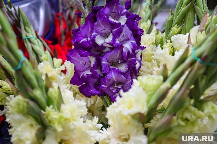    На даче Светланы Пермяковой растут гладиолусы и георгины