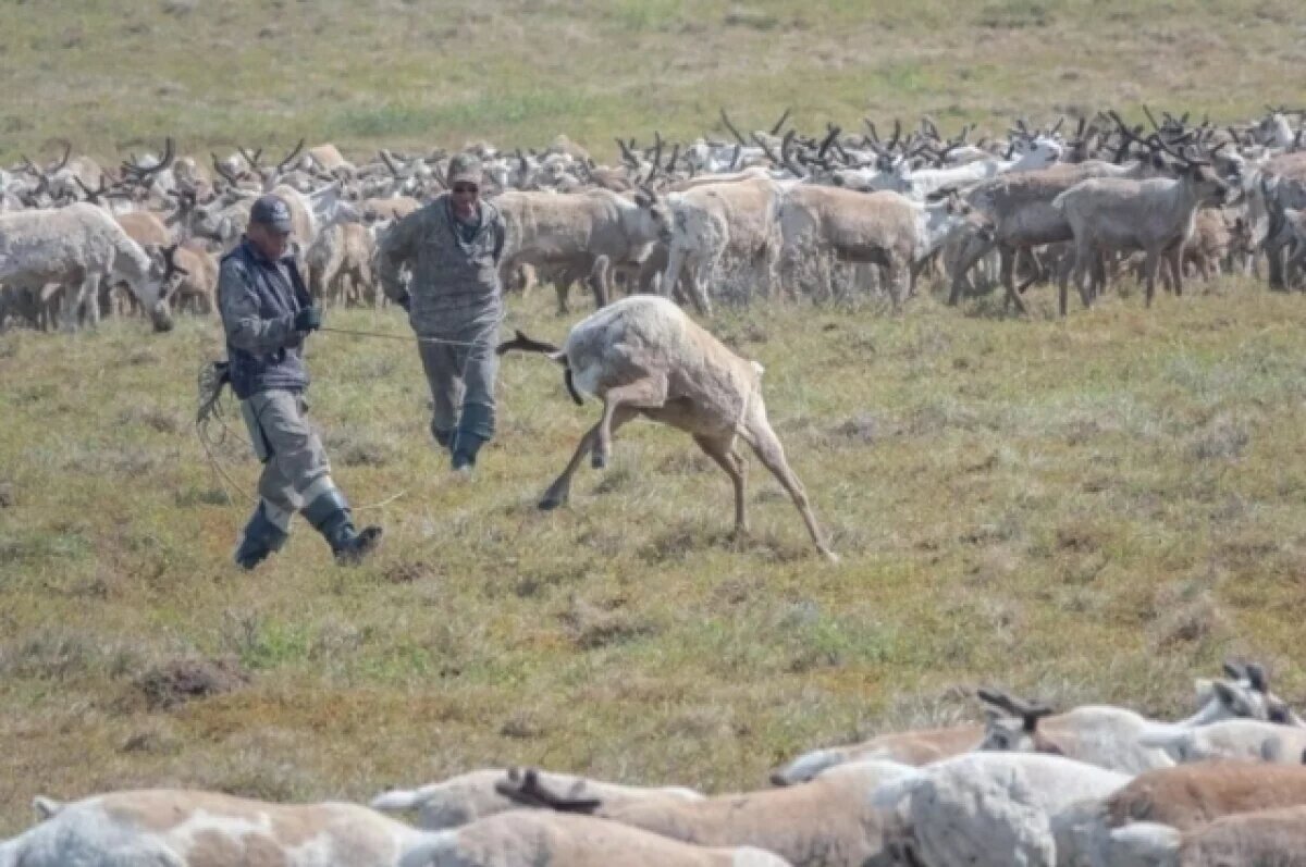    Сломаны рога.