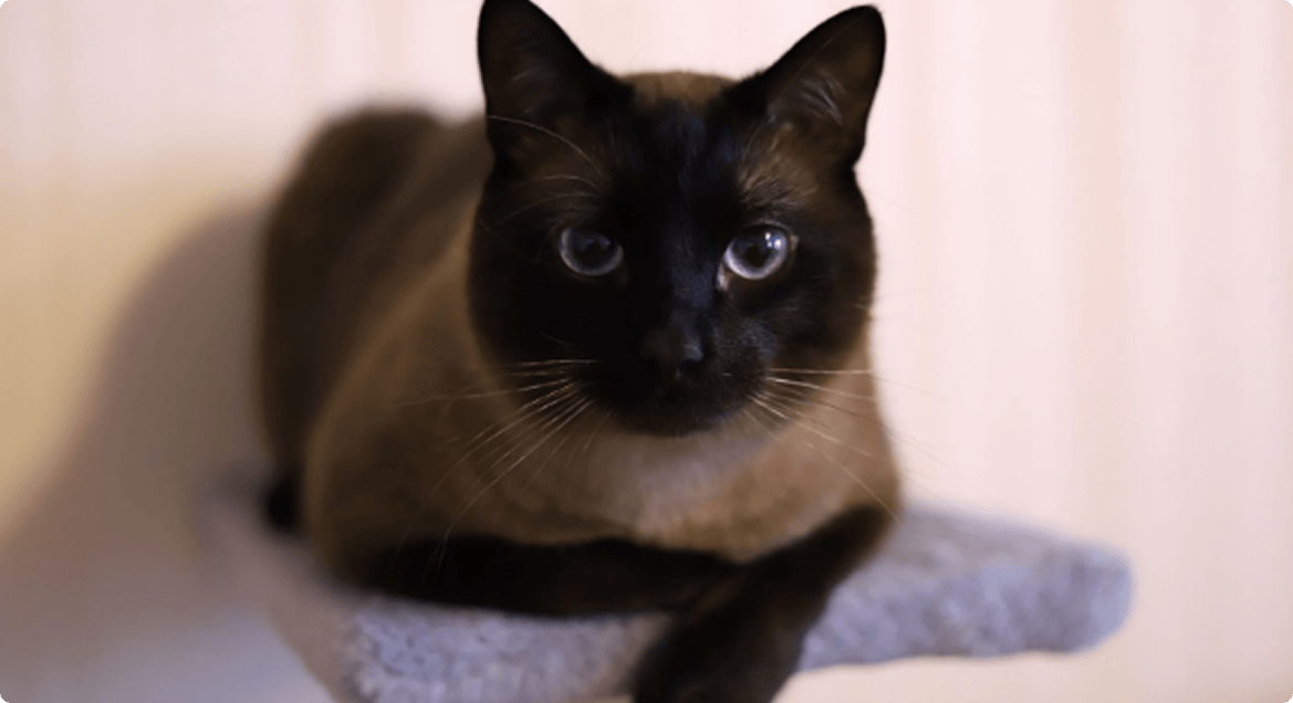 Ее величество Клеопатра на своем троне.