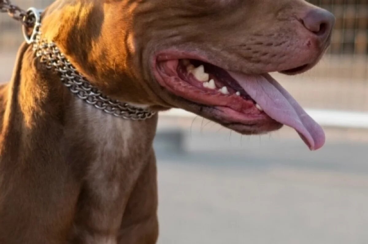    Пермяки грозят устроить самосуд хозяину собаки, покусавшей ветерана СВО