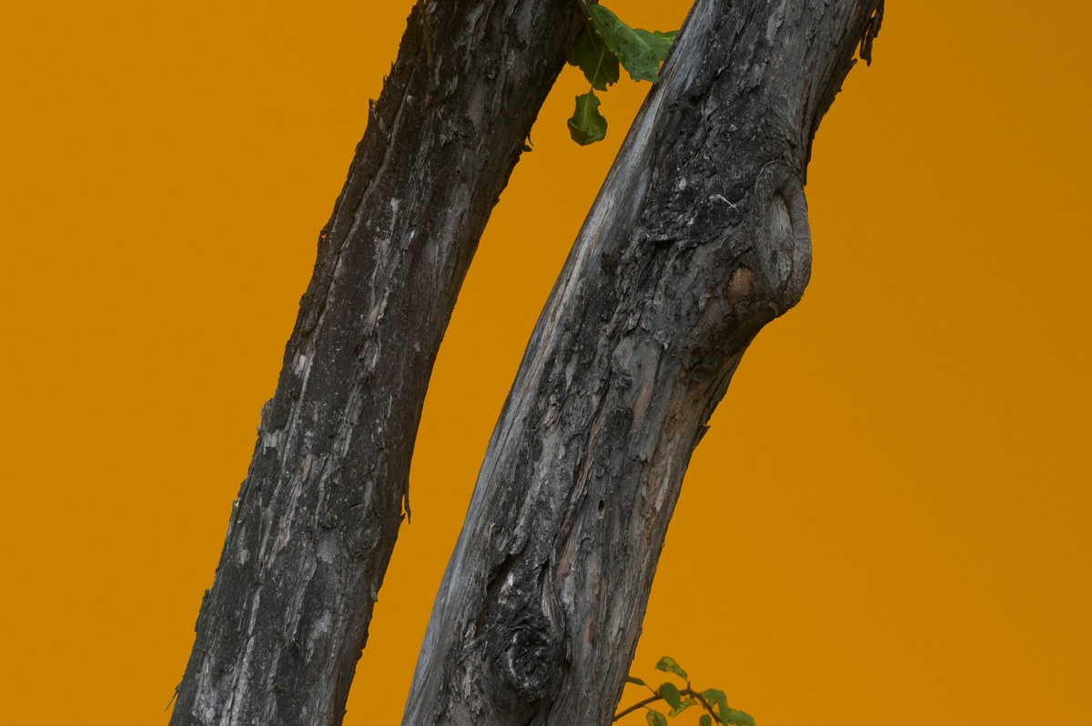 Фото с бесплатного фотостока https://unsplash.com, автор Oleg Laptev