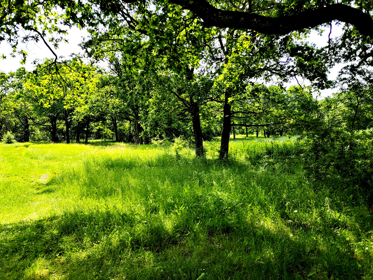 Любимая полянка в лесу под Краснодаром. Фото автора