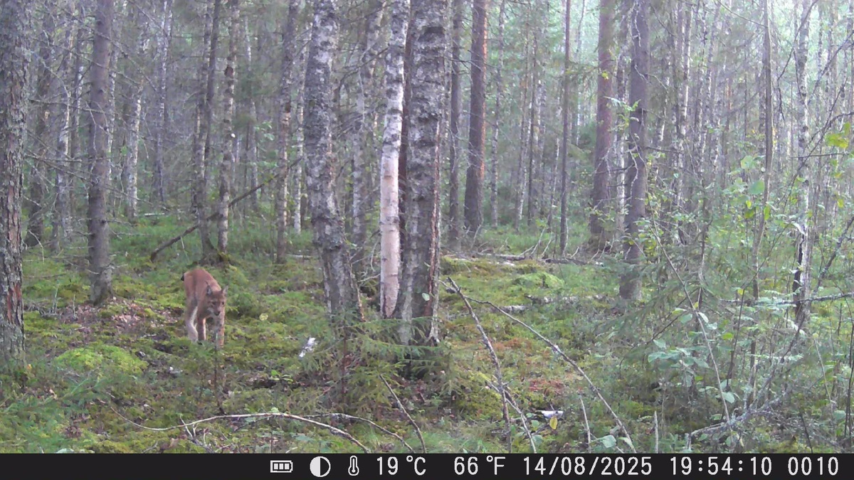 Фото 2 Рысь пришла.