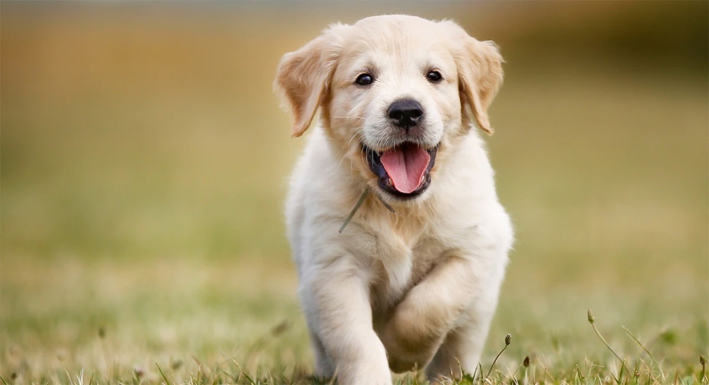 Новый друг, Арчи!