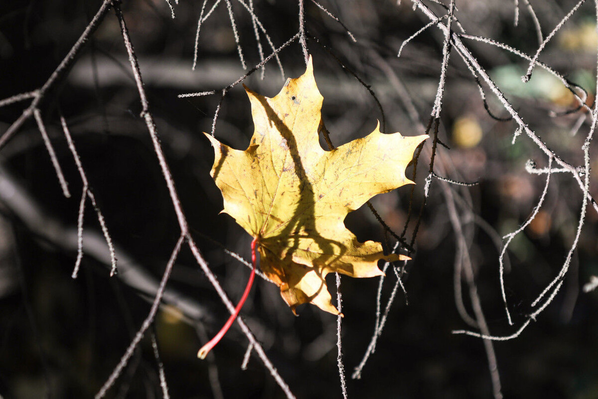 Роман Пименов / «Петербургский дневник»