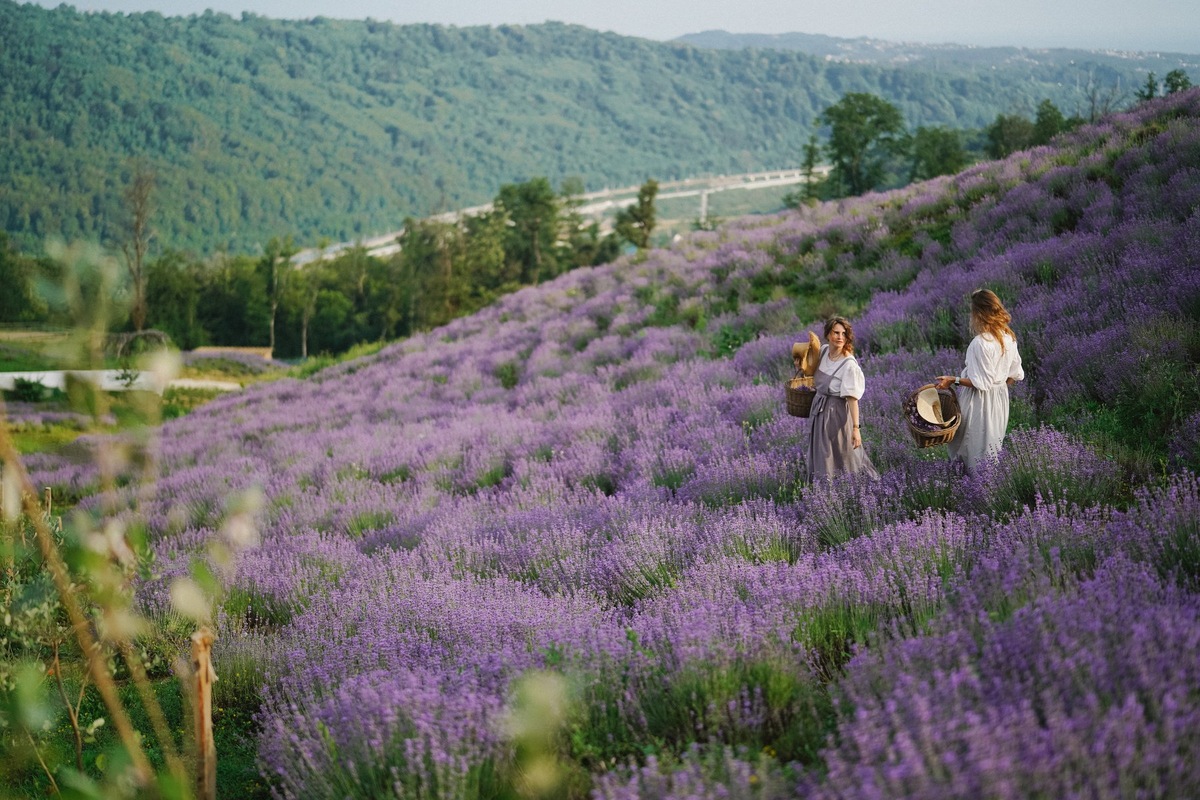Обязательно в одну из поездок посетите ферму Краснополянской косметики