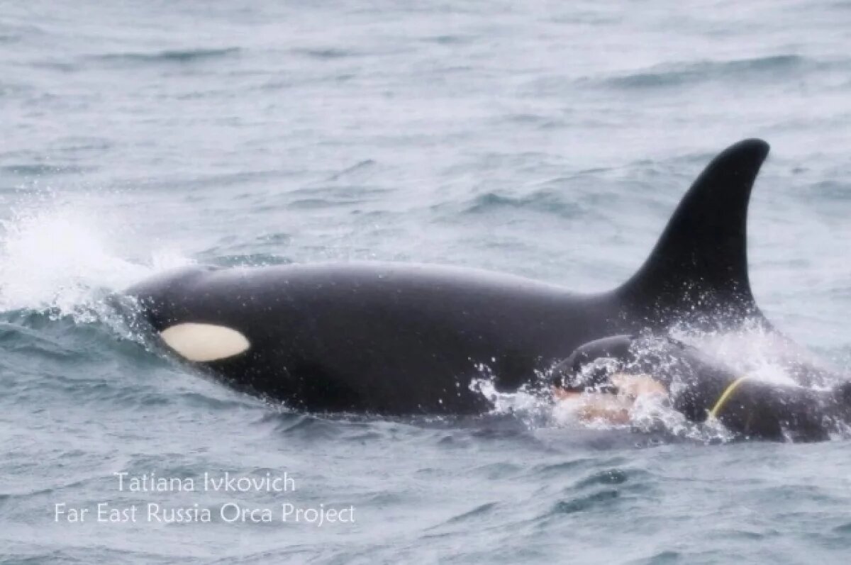    Для освобождения детеныша косатки Фродо от кольца на Камчатке нужно судно