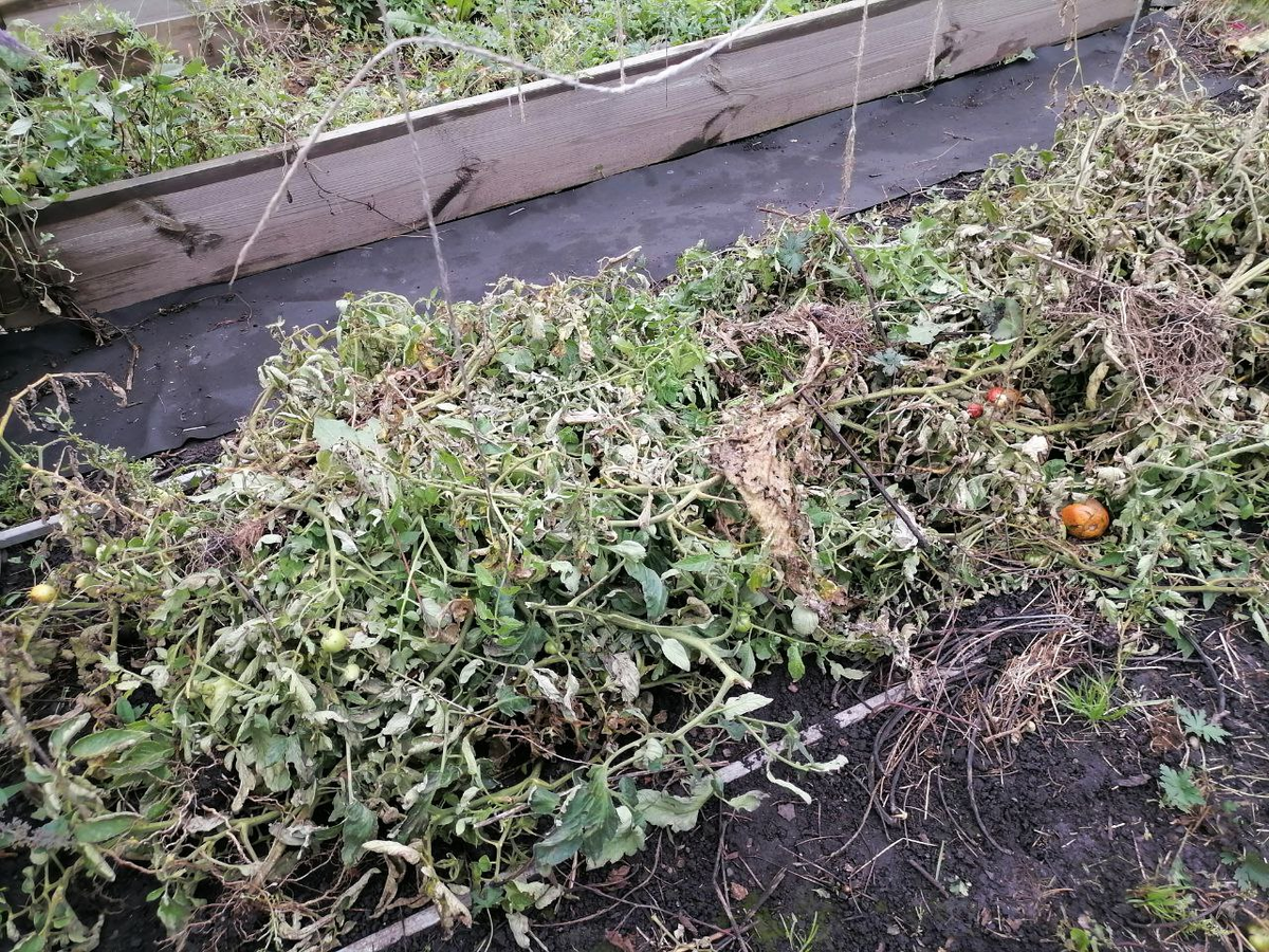 Здесь росли помидоры, теперь они лежат, фото автора