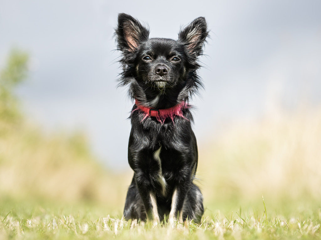 Выбор имени – первый и самый важный подарок для вашего нового друга.