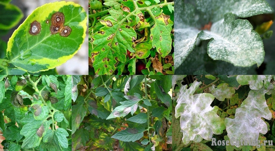 источник: https://rosecatalog.ru/articles/lekarstva/himiya/preparati/183-fundazol-sp.html