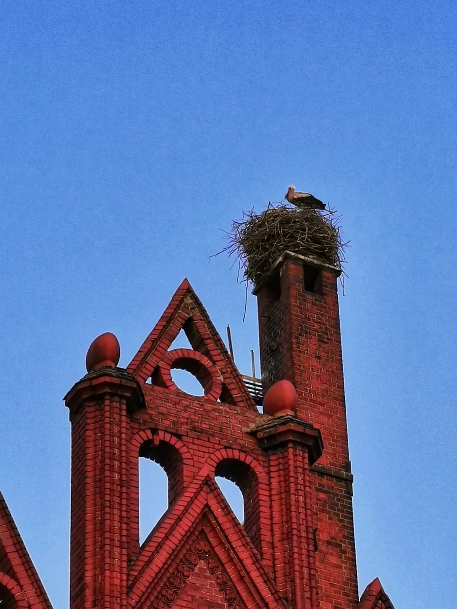 Бусел на кирхе