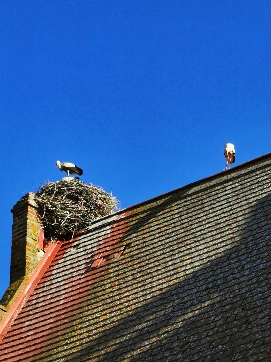 Бусел и кирха